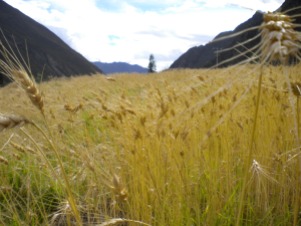 Barley in Peru