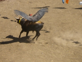 It's a giant and very alive condor strapped to the back of a bull. The condor represents Peru and the bull represents Spain. The bull gets killed and they set the condor free. Pretty clear message there.